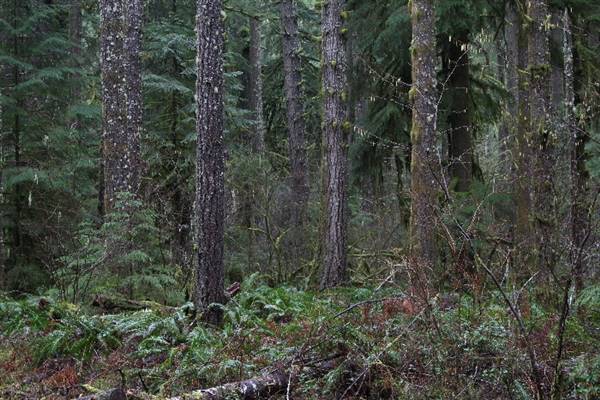 Silver Falls State Park (10/5/2015 - Credits: Don Baldwin  503-780-7989)