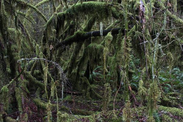 Silver Falls State Park (10/5/2015 - Credits: Don Baldwin  503-780-7989)