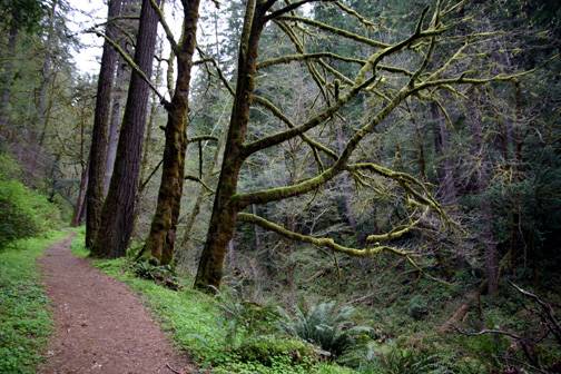 Golden and Silver Falls State Natural Area (4/20/2006 - Credits: Matt Petras)